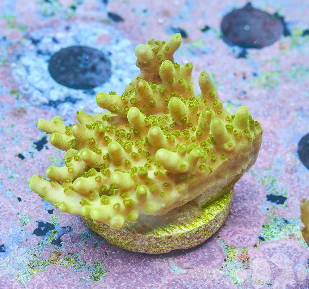 Acropora Tisch gelb - grün